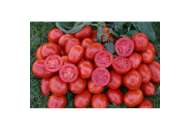 1311 F1 - томат детерминантный, 5 000 семян, Lark Seeds (Ларк Сидз), США фото, цена